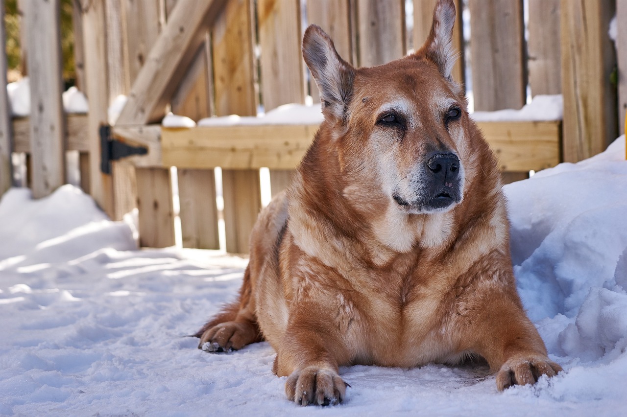 Caring for Senior Pets with Heart Disease